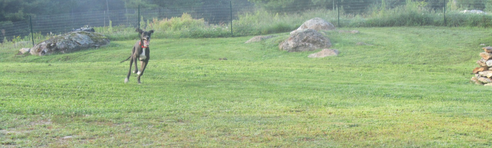 Country paws deals kennel